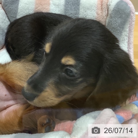 ミニチュア・ダックスフンドの写真