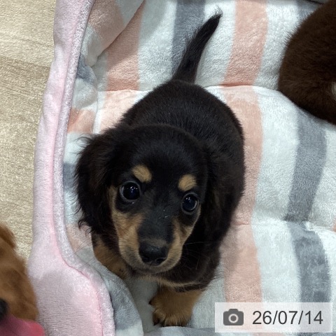 埼玉県のミニチュアダックスフンド(ロング) (ペットプラス ピオニウォーク東松山店/2026年5月5日生まれ/女の子/ブラックタン)の子犬の4枚目の画像