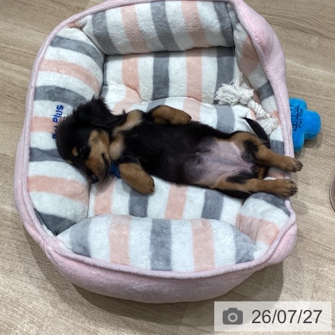ミニチュア・ダックスフンドの写真