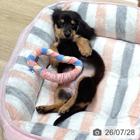 ミニチュア・ダックスフンドの写真