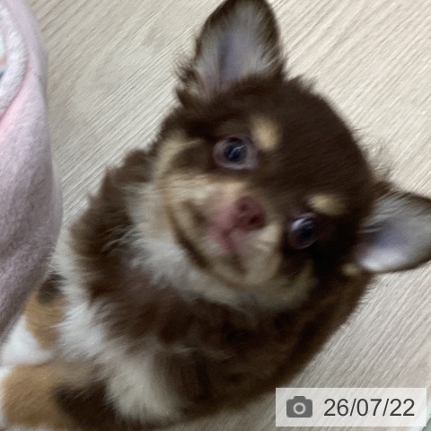 千葉県のチワワ(ロング) (ペットプラス 幕張新都心店/2026年5月6日生まれ/女の子/チョコレートタンホワイト)の子犬の4枚目の画像