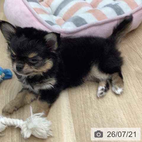 チワワの写真