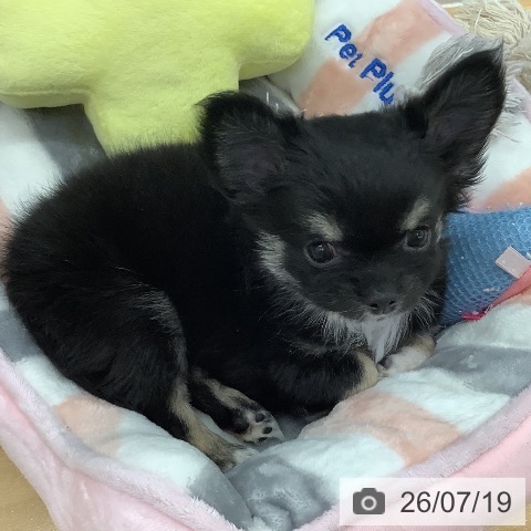 長野県のチワワ(ロング) (ペットプラス 松本店/2026年5月6日生まれ/女の子/ブラックタンホワイト)の子犬の4枚目の画像