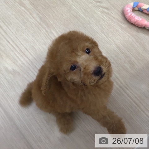 沖縄県のトイプードル(トイ) (ペットプラス 沖縄ライカム店/2026年4月30日生まれ/男の子/レッド)の子犬の4枚目の画像