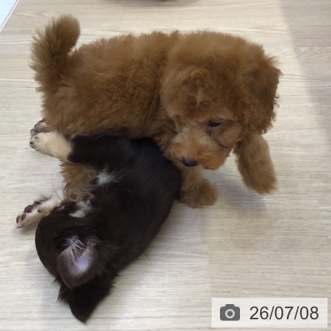 沖縄県のトイプードル(トイ) (ペットプラス 沖縄ライカム店/2026年4月30日生まれ/男の子/レッド)の子犬の3枚目の画像