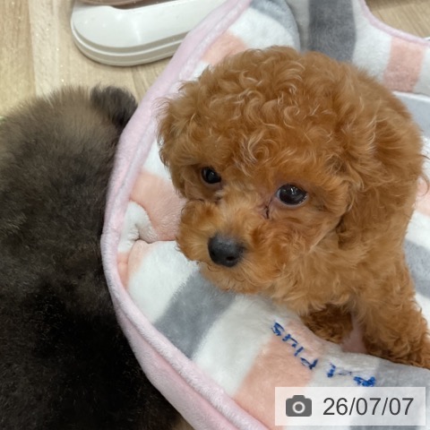 福岡県のトイプードル(トイ) (ペットプラス 八幡東店/2026年5月7日生まれ/男の子/アプリコット)の子犬の3枚目の画像