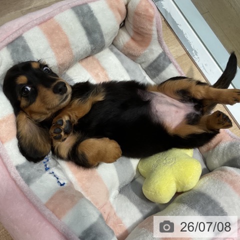 ミニチュア・ダックスフンドの写真