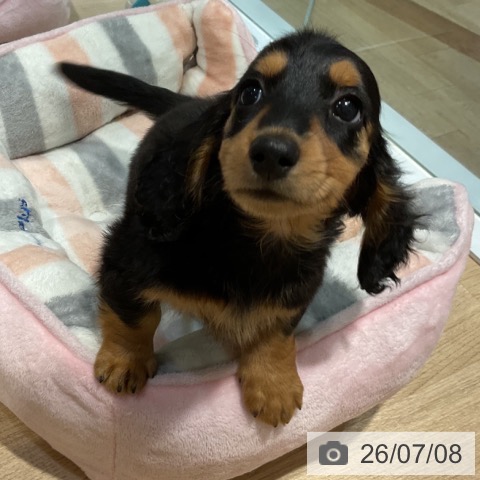 ミニチュア・ダックスフンドの写真