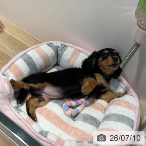 福岡県のミニチュアダックスフンド(ロング) (ペットプラス 小倉南店/2026年5月4日生まれ/女の子/ブラックタン)の子犬の3枚目の画像