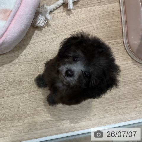 福岡県のトイプードル(トイ) (ペットプラス 八幡東店/2026年5月7日生まれ/男の子/シルバー)の子犬の4枚目の画像