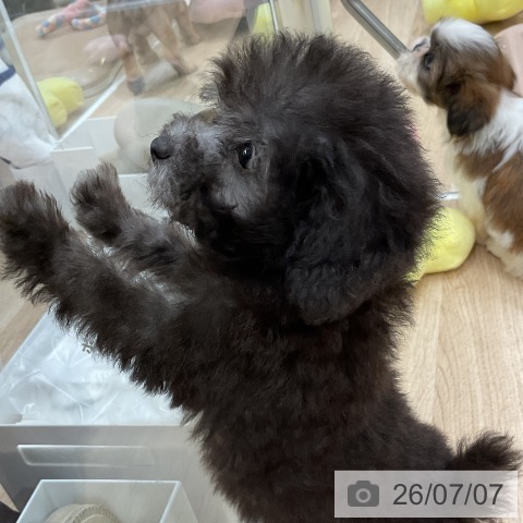 福岡県のトイプードル(トイ) (ペットプラス 八幡東店/2026年5月7日生まれ/男の子/シルバー)の子犬の3枚目の画像