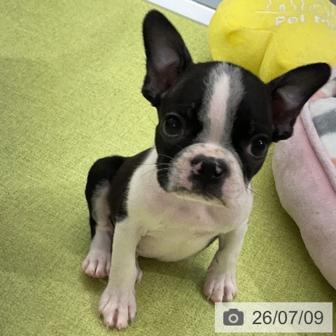 熊本県のボストンテリア (ペットプラス 熊本店/2026年5月6日生まれ/男の子/ボストンカラー)の子犬の3枚目の画像
