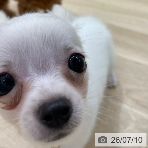 チワワの写真