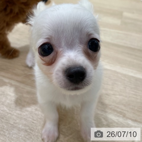 チワワの写真