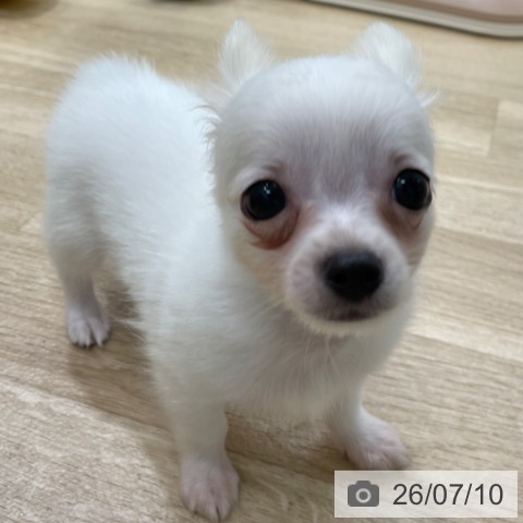 チワワの写真
