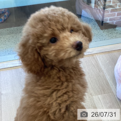 福岡県のトイプードル(トイ) (ペットプラス ららぽーと福岡店/2026年5月5日生まれ/男の子/レッド)の子犬の3枚目の画像