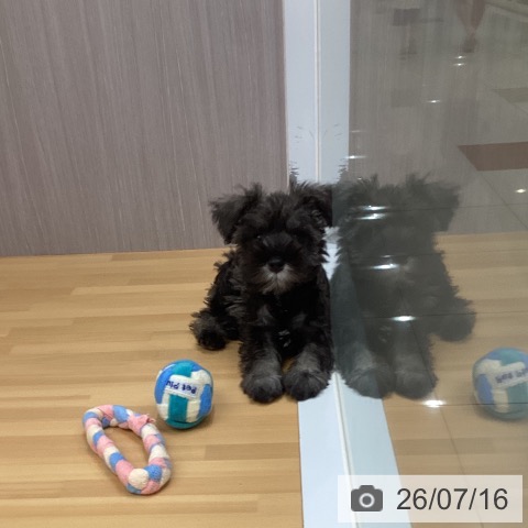 福岡県のミニチュアシュナウザー (ペットプラス 黒崎店/2026年4月29日生まれ/男の子/ソルトペッパー)の子犬の3枚目の画像