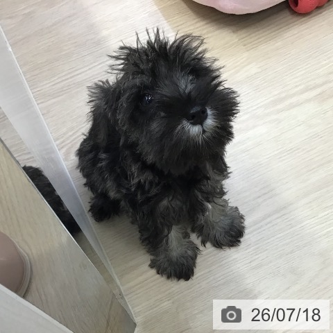 沖縄県のミニチュアシュナウザー (ペットプラス 沖縄ライカム店/2026年4月29日生まれ/男の子/ソルトペッパー)の子犬の3枚目の画像