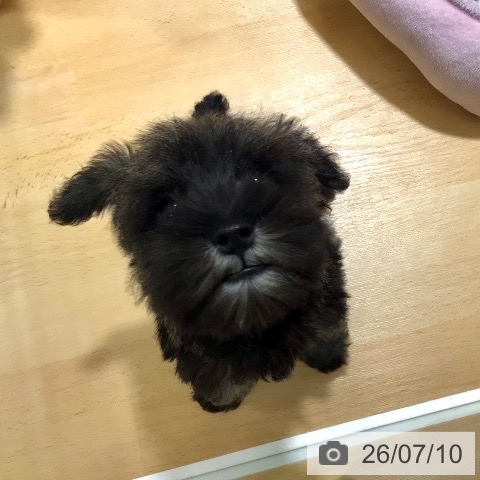 ミニチュア・シュナウザーの写真