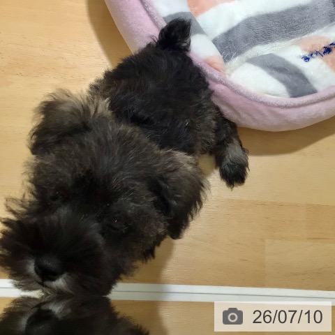 鹿児島県のミニチュアシュナウザー (ペットプラス 姶良店/2026年4月29日生まれ/男の子/ソルトペッパー)の子犬の4枚目の画像