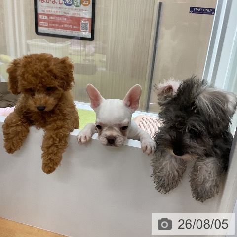 福岡県のミニチュアシュナウザー (ペットプラス 福岡店/2026年5月7日生まれ/女の子/ソルトペッパー)の子犬の4枚目の画像