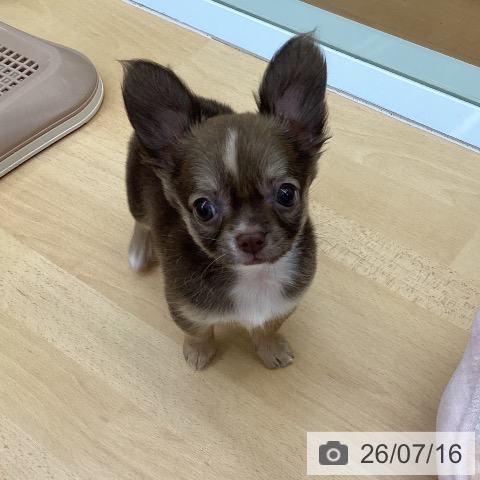 福岡県のチワワ(ロング) (ペットプラス 黒崎店/2026年5月7日生まれ/男の子/チョコレートフォーン)の子犬の4枚目の画像
