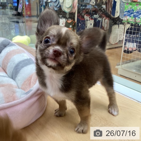 福岡県のチワワ(ロング) (ペットプラス 黒崎店/2026年5月7日生まれ/男の子/チョコレートフォーン)の子犬の3枚目の画像