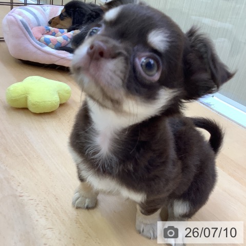 チワワの写真