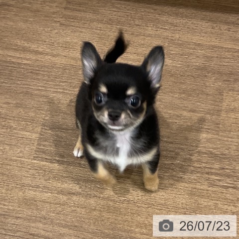 チワワの写真