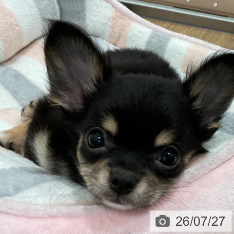 神奈川県のチワワ(ロング) (ペッツワン 小田原店/2026年5月7日生まれ/男の子/ブラックタンホワイト)の子犬の3枚目の画像