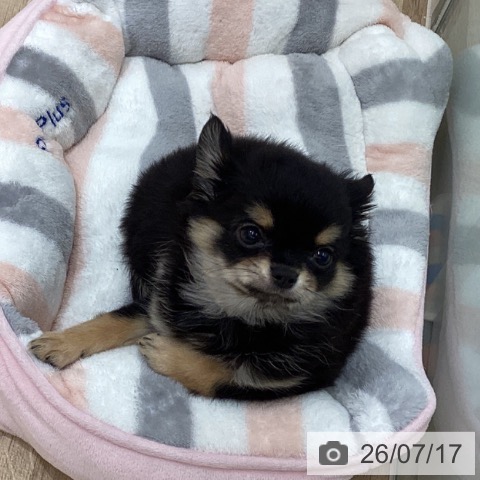宮城県のチワワ(ロング) (ペットプラス 仙台上杉店/2026年5月4日生まれ/男の子/ブラックタンホワイト)の子犬の3枚目の画像