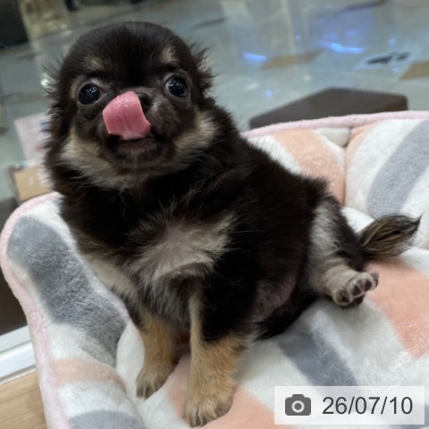 チワワの写真