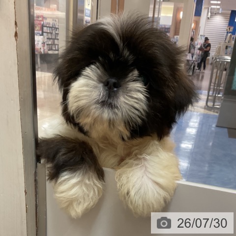 福岡県のシーズー (ペットプラス 春日店/2026年4月30日生まれ/女の子/ゴールドホワイト)の子犬の4枚目の画像
