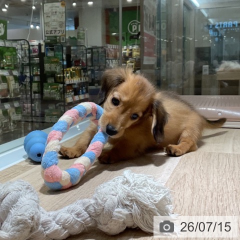 神奈川県のミニチュアダックスフンド(ロング) (ペットプラス 湘南平塚店/2026年5月7日生まれ/男の子/レッド)の子犬の3枚目の画像
