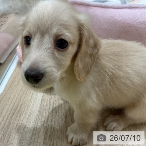 ミニチュア・ダックスフンドの写真