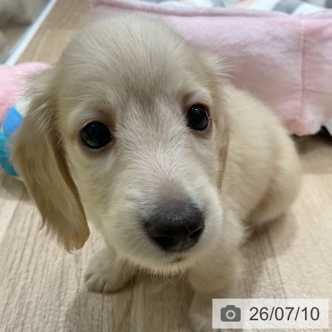 ミニチュア・ダックスフンドの写真