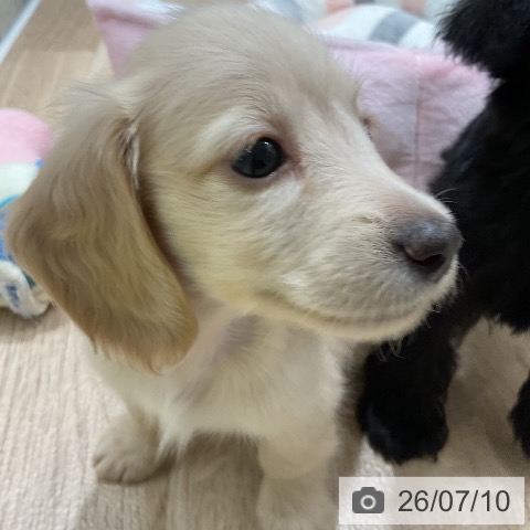 ミニチュア・ダックスフンドの写真