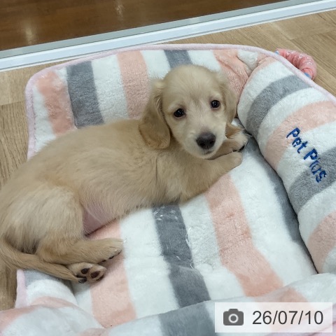 ミニチュア・ダックスフンドの写真