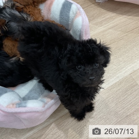 福岡県のトイプードル(トイ) (ペットプラス 八幡東店/2026年5月8日生まれ/女の子/ブラック)の子犬の4枚目の画像