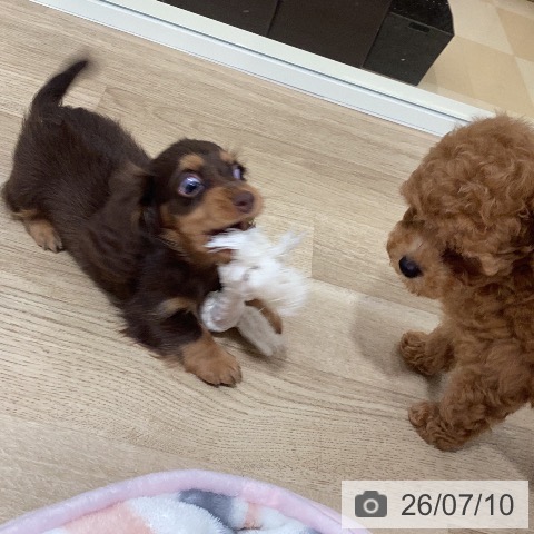 カニーンヘン・ダックスフンドの写真