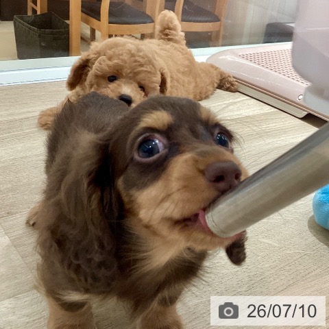 カニーンヘン・ダックスフンドの写真
