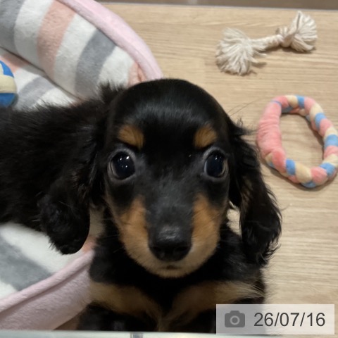 埼玉県のカニンヘンダックスフンド(ロング) (ペットプラス コクーンシティ店/2026年5月8日生まれ/男の子/ブラックタン)の子犬の3枚目の画像