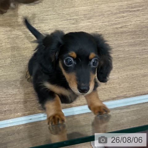 埼玉県のカニンヘンダックスフンド(ロング) (ペッツワン 吉川美南店/2026年5月8日生まれ/男の子/ブラックタン)の子犬の3枚目の画像