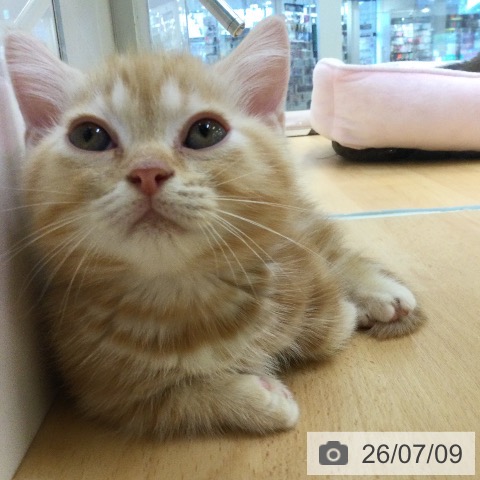 福岡県のミヌエット (ペットプラス 黒崎店/2026年4月29日生まれ/男の子/クリームタビー)の子猫の4枚目の画像