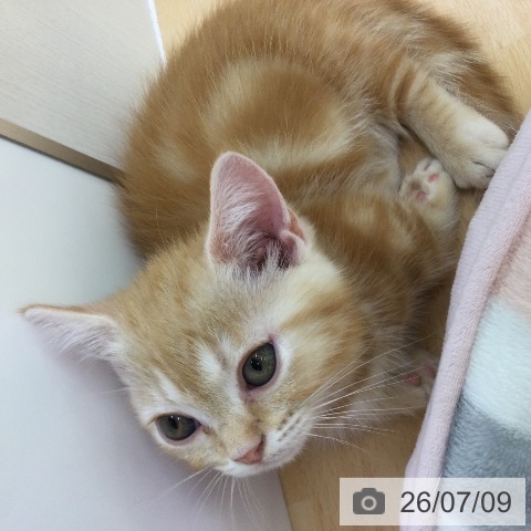 福岡県のミヌエット (ペットプラス 黒崎店/2026年4月29日生まれ/男の子/クリームタビー)の子猫の3枚目の画像