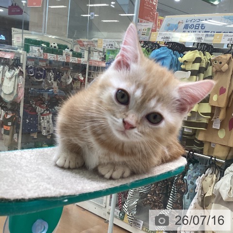 福岡県のミヌエット (ペットプラス 黒崎店/2026年4月29日生まれ/男の子/クリームタビー)の子猫の4枚目の画像