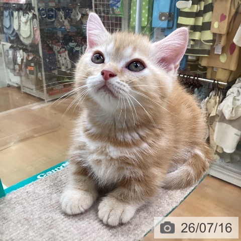 福岡県のミヌエット (ペットプラス 黒崎店/2026年4月29日生まれ/男の子/クリームタビー)の子猫の3枚目の画像