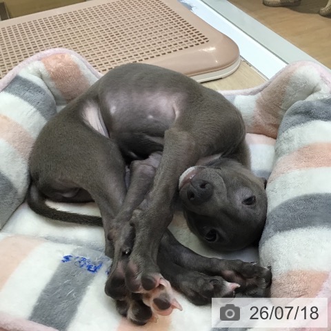 沖縄県のイタリアングレーハウンド (ペットプラス 沖縄ライカム店/2026年5月5日生まれ/男の子/ブルーホワイト)の子犬の4枚目の画像