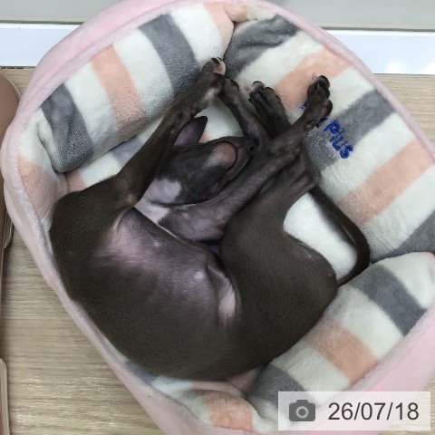 沖縄県のイタリアングレーハウンド (ペットプラス 沖縄ライカム店/2026年5月5日生まれ/男の子/ブルーホワイト)の子犬の3枚目の画像