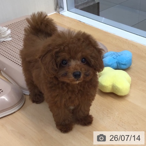 熊本県のトイプードル(トイ) (ペットプラス 熊本店/2026年5月2日生まれ/男の子/レッド)の子犬の3枚目の画像